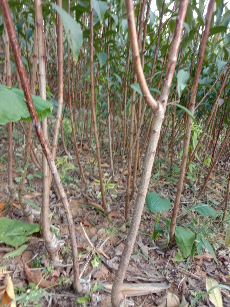 蜂糖李苗，蜂糖李树苗，蜂糖李子树苗，蜂糖李子苗，嫁接苗