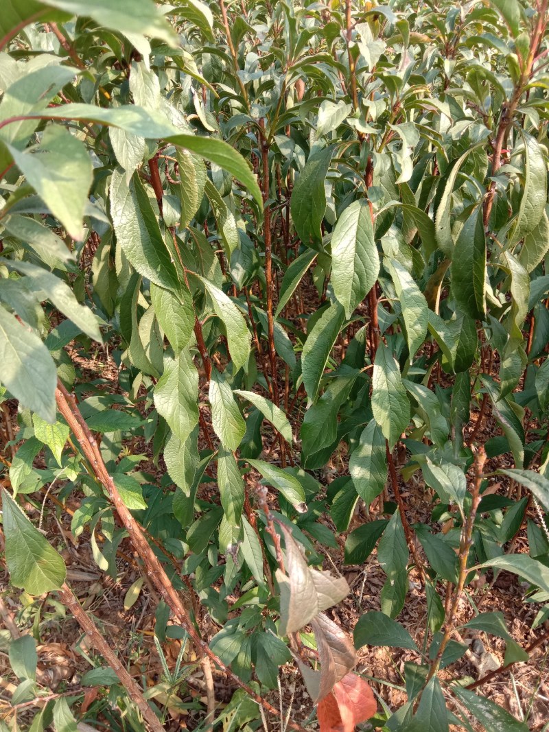 蜂糖李苗，蜂糖李树苗，蜂糖李子树苗，蜂糖李子苗，嫁接苗