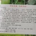 粉霉威甲基硫菌灵对灰霉病疫病叶霉污霉干尖有很好的防