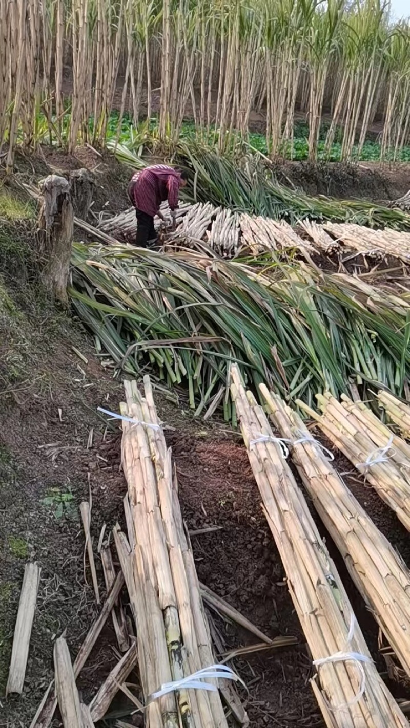 荣县望佳甘蔗巨甜
