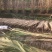 荣县望佳甘蔗巨甜