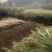 荣县望佳甘蔗巨甜