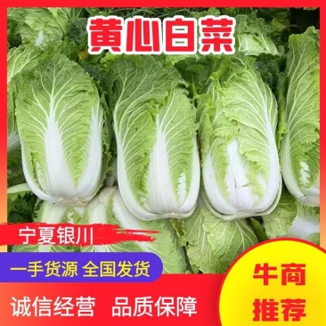 【精选】银川黄心大白菜供应市场商超电商量大价优