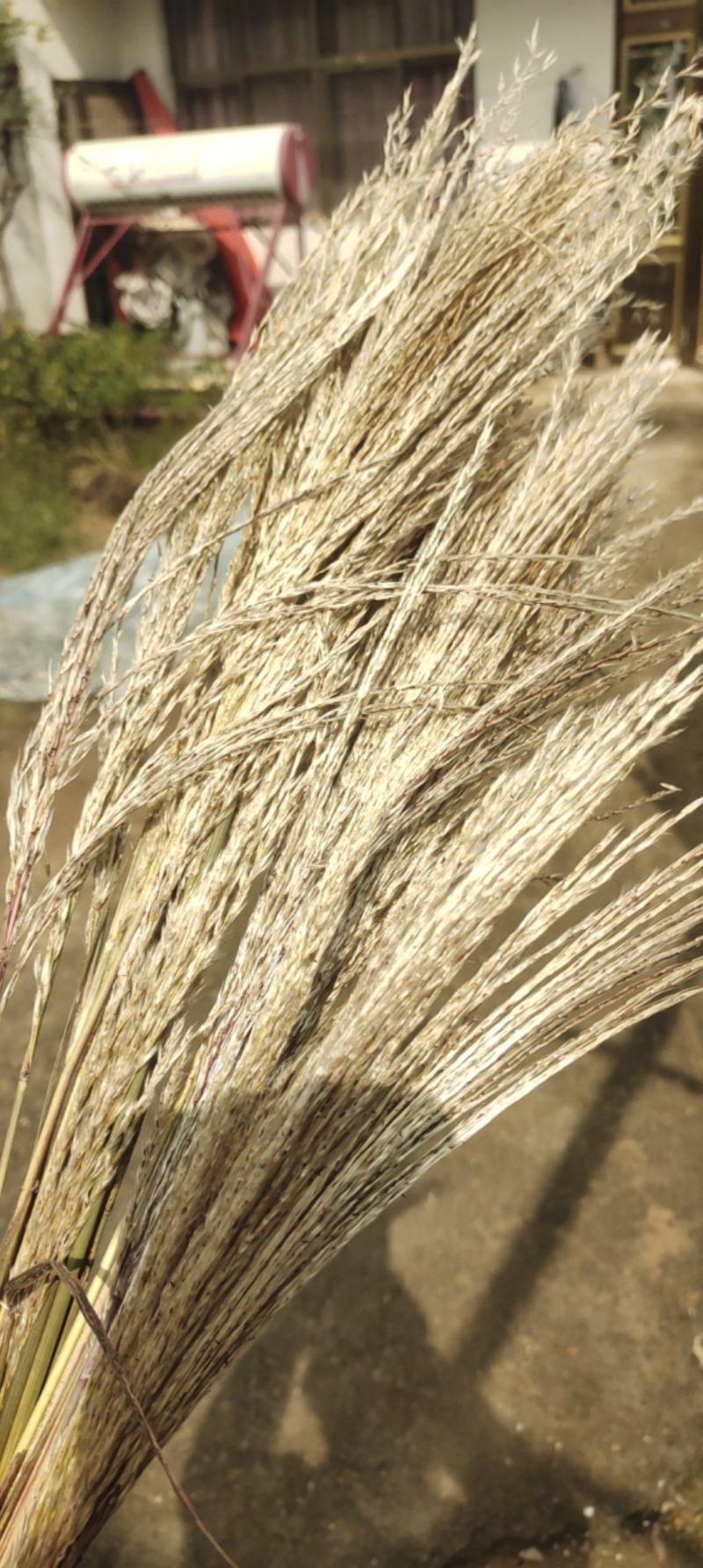 芦苇花芦笛花天然干花