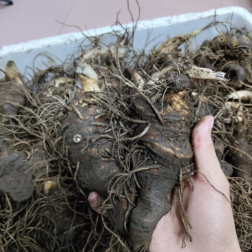七叶一枝花