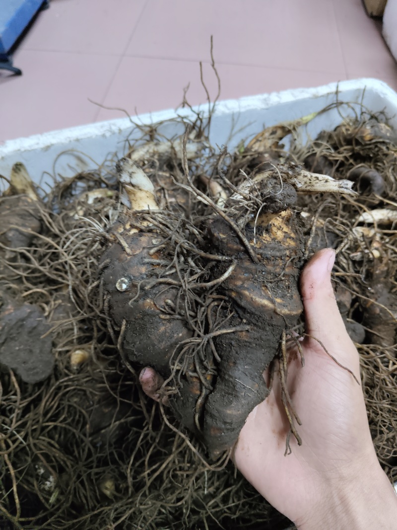 七叶一枝花