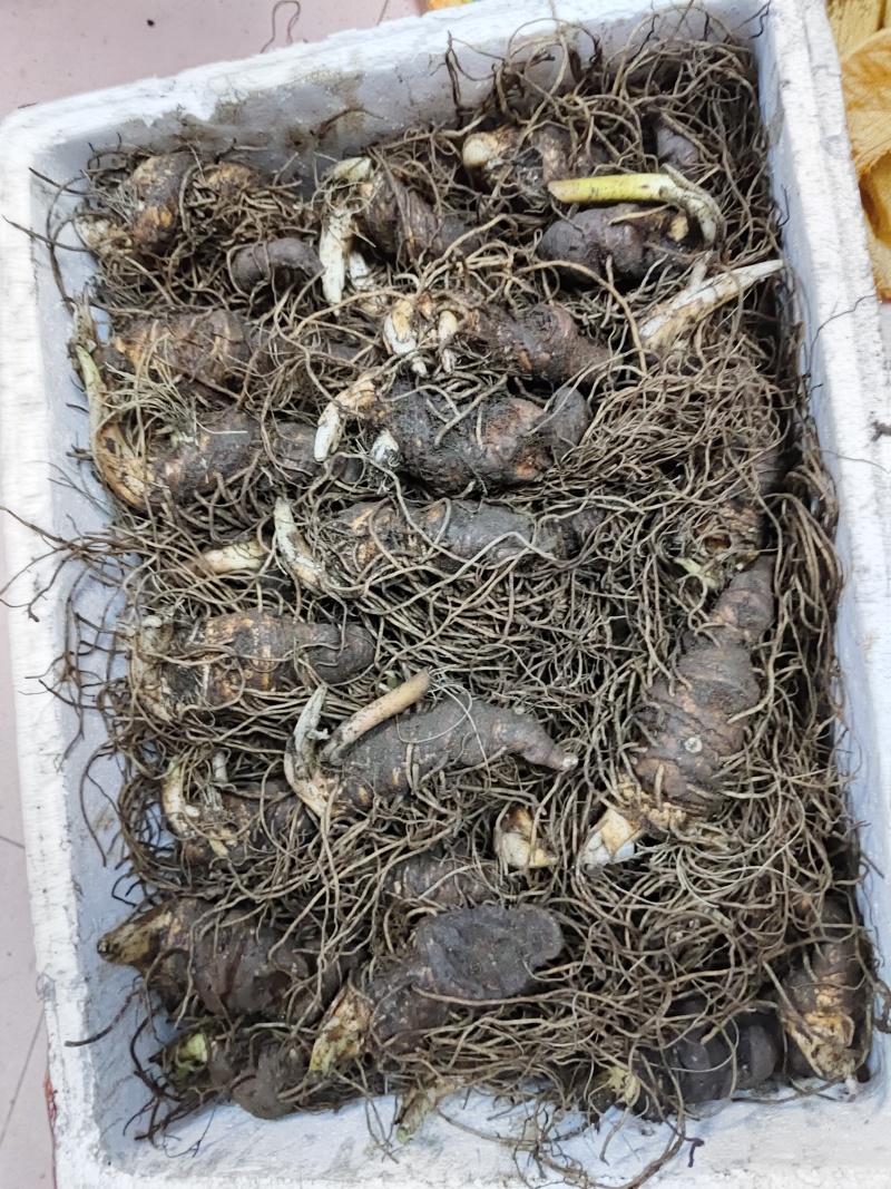 七叶一枝花