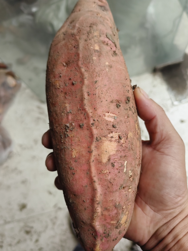 烟薯25脱毒原薯种苗自留沙地种植