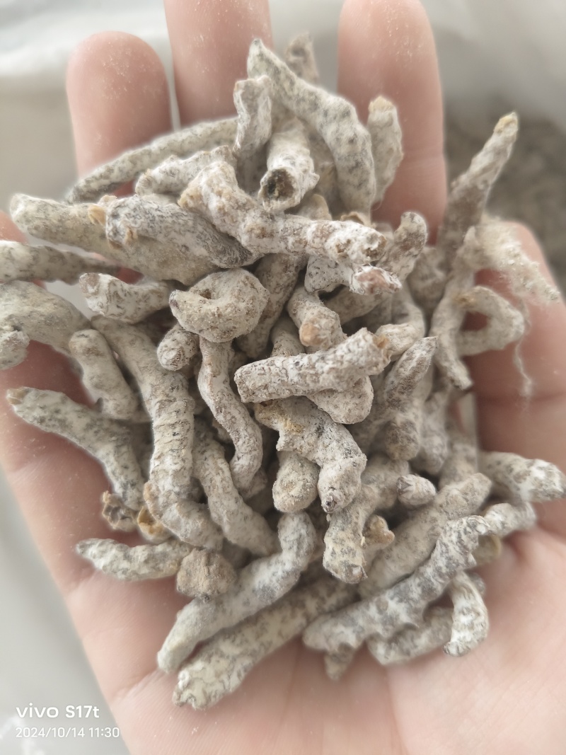 僵蚕，白僵蚕，僵虫【丹丹中药】诚信经营产地一手货源