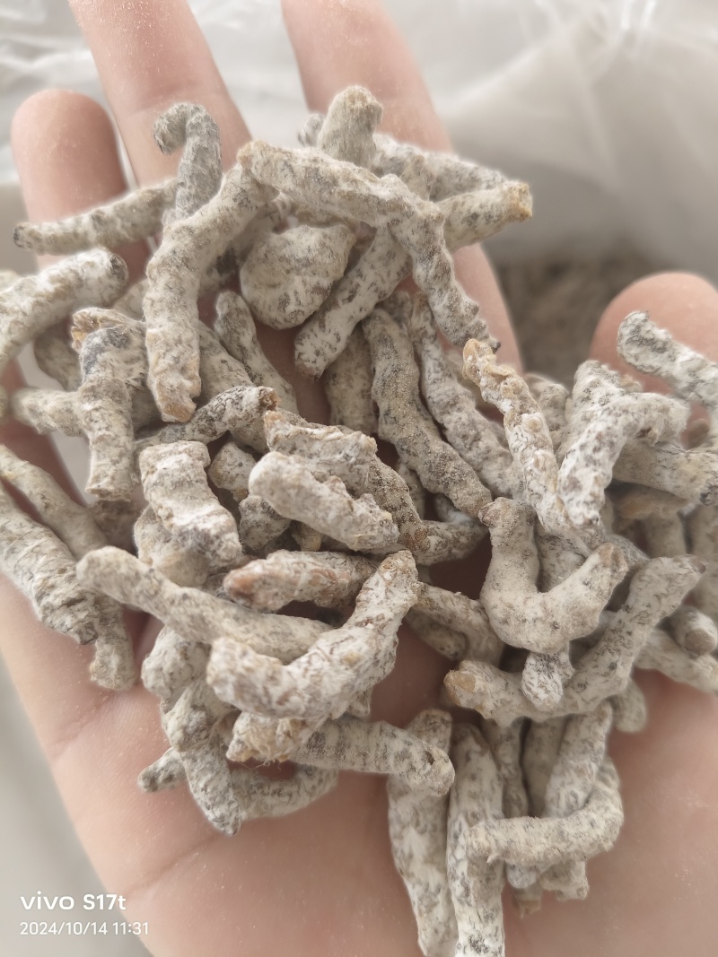 僵蚕，白僵蚕，僵虫【丹丹中药】诚信经营产地一手货源