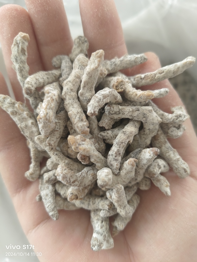 僵蚕，白僵蚕，僵虫【丹丹中药】诚信经营产地一手货源