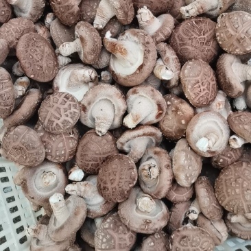 808菇腿短肉厚,菇形好,现在有货,有需要的老板联系我