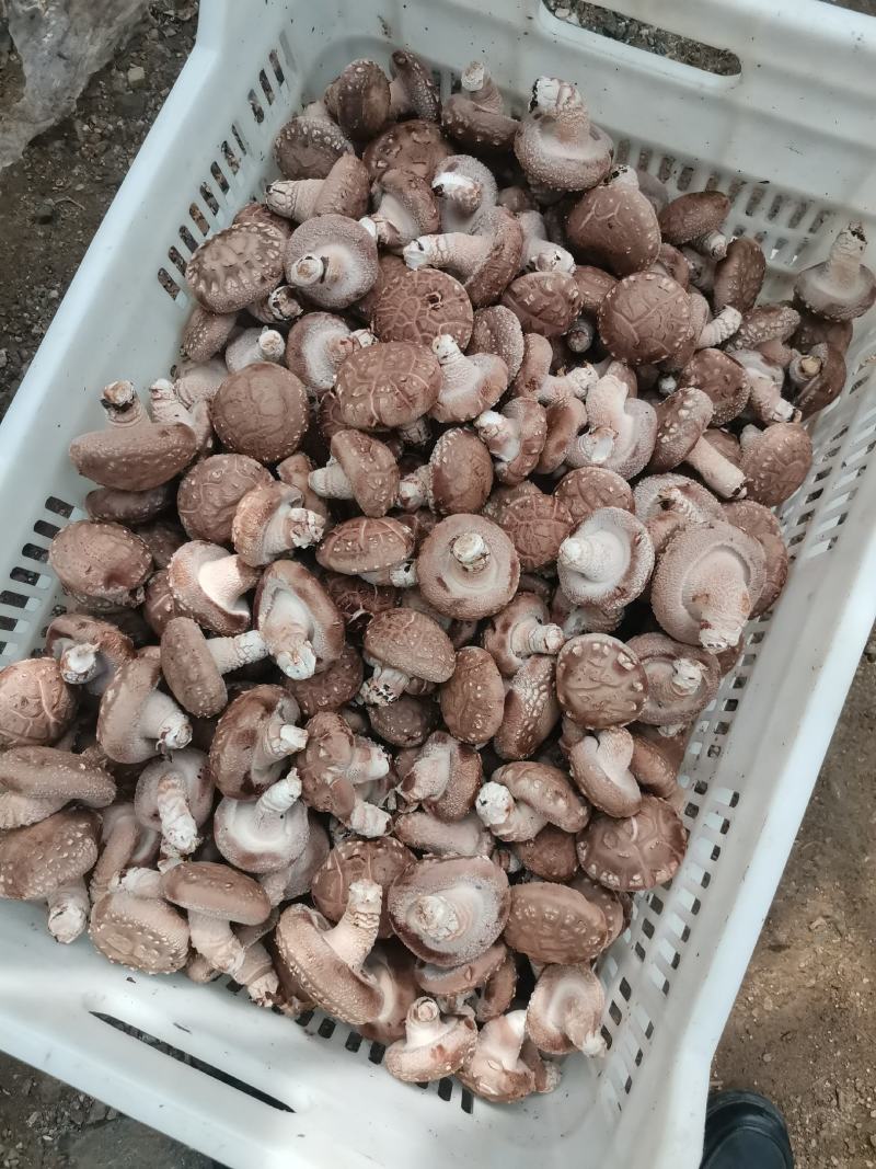 808菇腿短肉厚，菇形好，现在有货，有需要的老板联系我