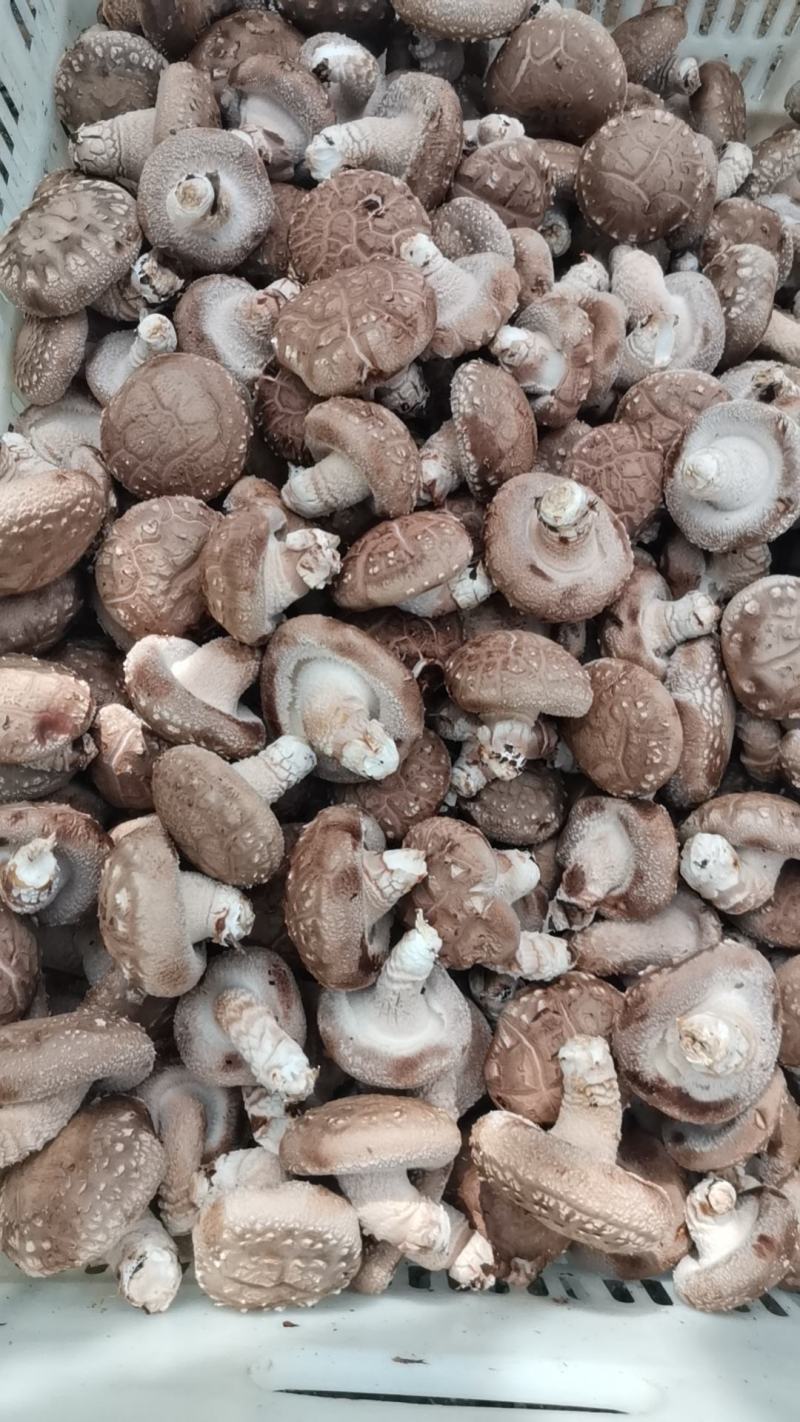 808菇腿短肉厚，菇形好，现在有货，有需要的老板联系我