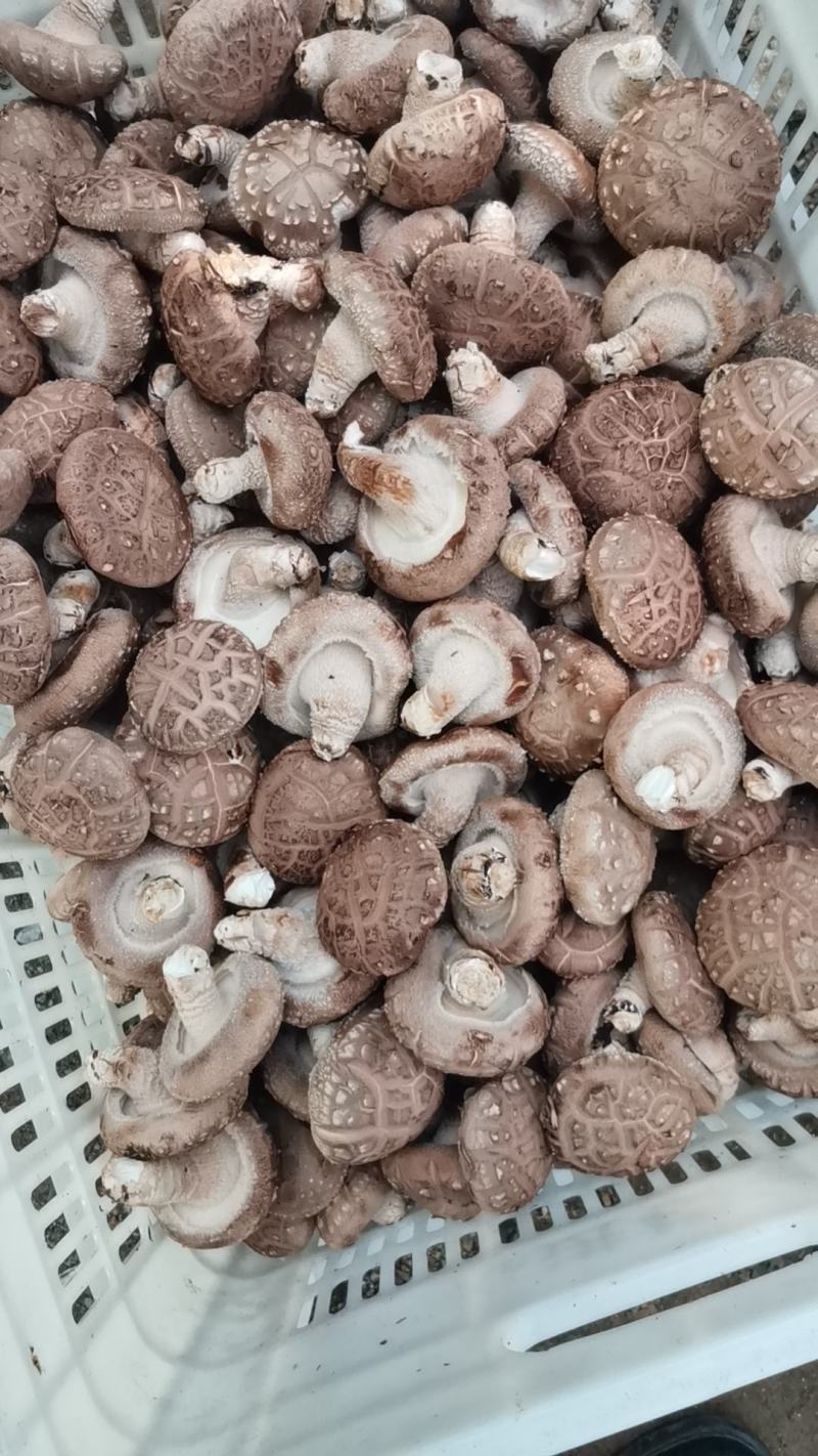 808菇腿短肉厚，菇形好，现在有货，有需要的老板联系我