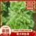 精品意大利生菜大量上市，价格实惠，支持全国各大市场，商超