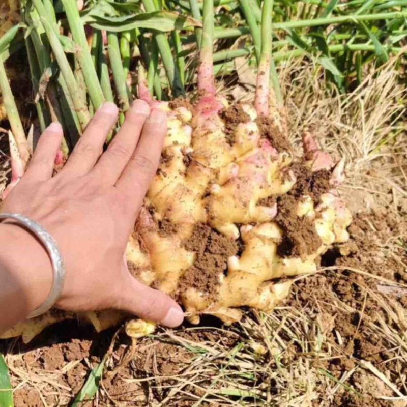 湖南二号生姜四百亩急寻买家，基地直发货量充足，对接全国