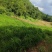 湖南二号生姜四百亩急寻买家，基地直发货量充足，对接全国