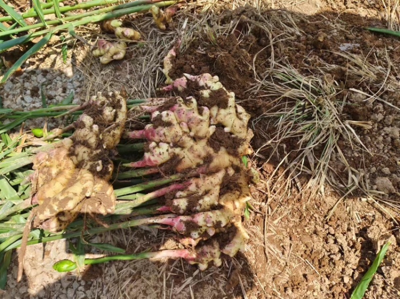 湖南二号生姜四百亩急寻买家，基地直发货量充足，对接全国