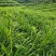 湖南二号生姜四百亩急寻买家，基地直发货量充足，对接全国