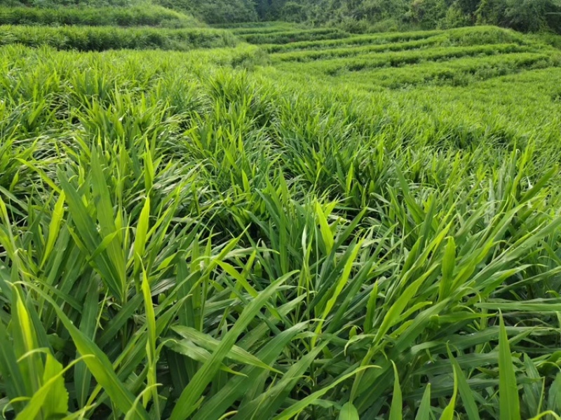 湖南二号生姜四百亩急寻买家，基地直发货量充足，对接全国