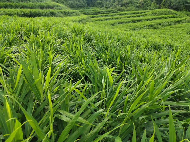 大黄姜种植田地
