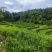 湖南二号生姜四百亩急寻买家，基地直发货量充足，对接全国
