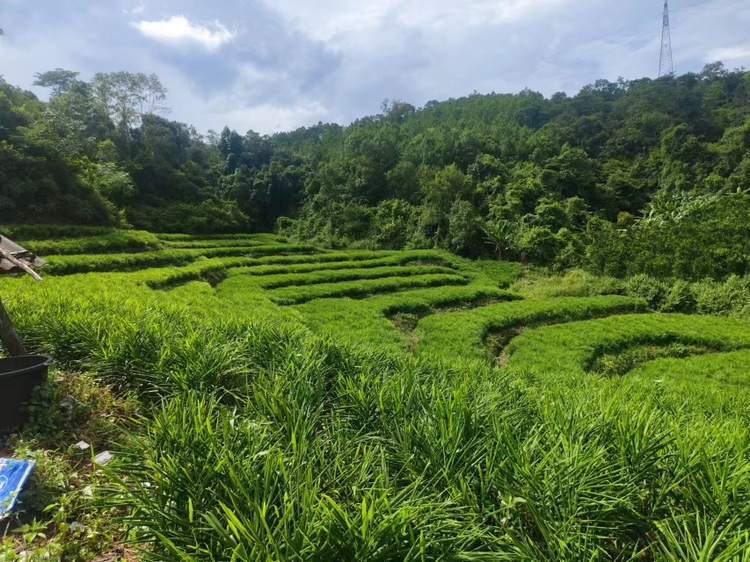 无人机航拍视角下的大黄姜种植基地,位于云贵高原山区,梯田式布局,土壤呈红褐色,绿色藤叶覆盖地面,农民正在田间劳作,远处山雾缭绕,体现生态种植环境 大黄姜种植基地航拍图