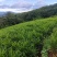 湖南二号生姜四百亩急寻买家，基地直发货量充足，对接全国