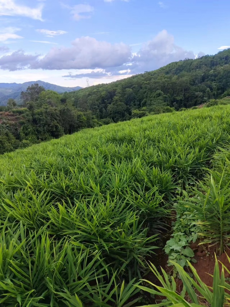 湖南二号生姜四百亩急寻买家，基地直发货量充足，对接全国