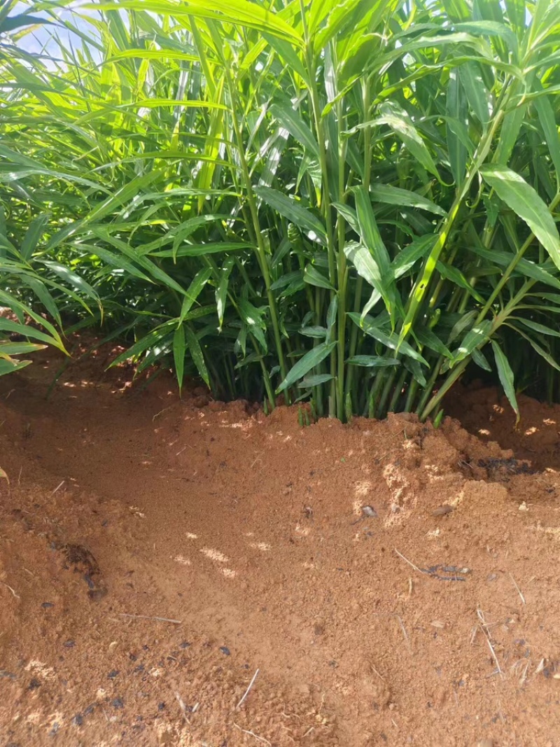 湖南二号生姜四百亩急寻买家，基地直发货量充足，对接全国