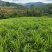 湖南二号生姜四百亩急寻买家，基地直发货量充足，对接全国