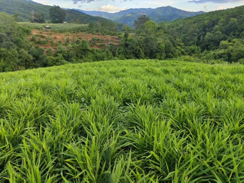 湖南二号生姜四百亩急寻买家，基地直发货量充足，对接全国