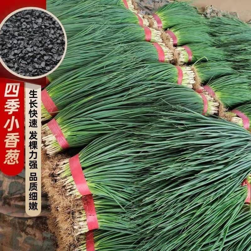 香葱种子四季小香葱种子四季可播阳台盆栽农家田园易活蔬菜种