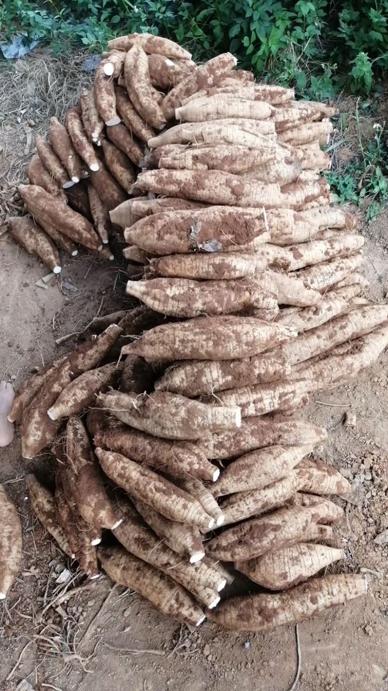 广西无渣粉葛