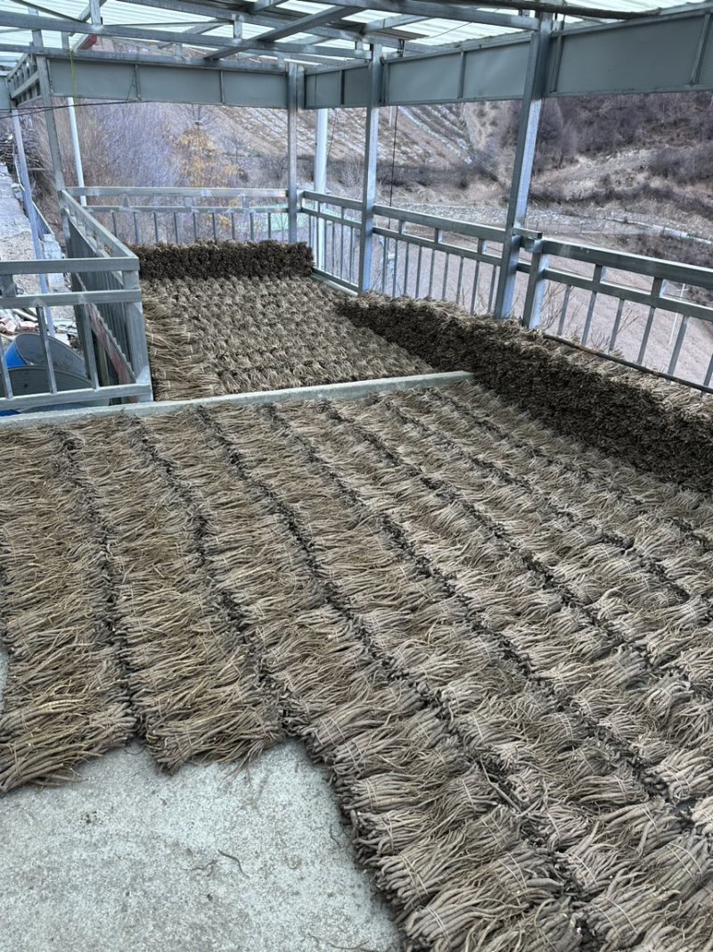 高原阿坝野生藏当归甜当归藏区高原独角当归无硫规格齐全