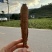 高原阿坝野生藏当归甜当归藏区高原独角当归无硫规格齐全