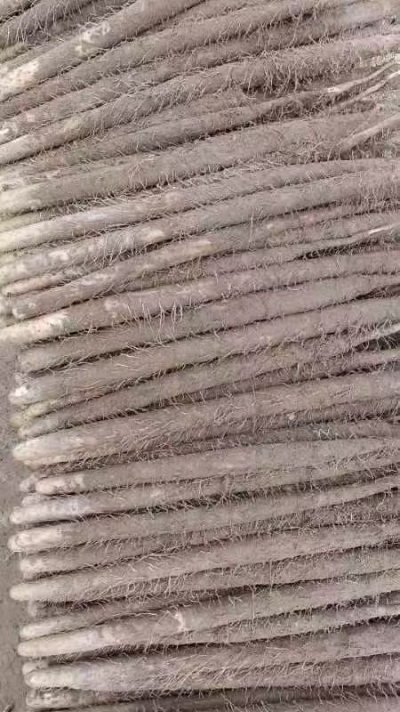 双棒山药