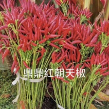 鼎鼎红朝天椒种子早熟果色深红结籽量大长9-10厘米粗