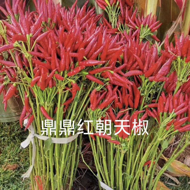 鼎鼎红朝天椒种子早熟果色深红结籽量大长9-10厘米粗