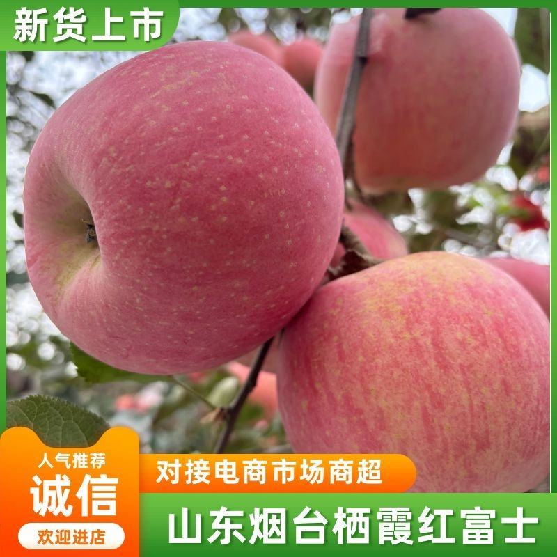 山东烟台栖霞红富士苹果产地直发全国供货货源充足欢迎来电