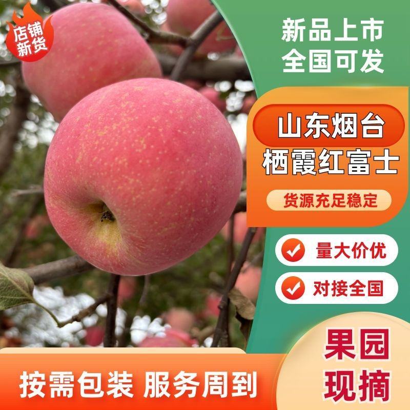 山东烟台栖霞红富士苹果产地直发全国供货货源充足欢迎来电