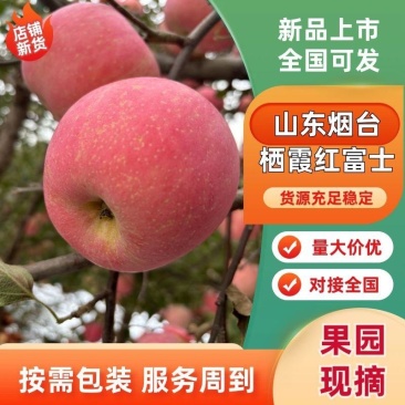 山东烟台栖霞红富士苹果产地直发全国供货货源充足欢迎来电