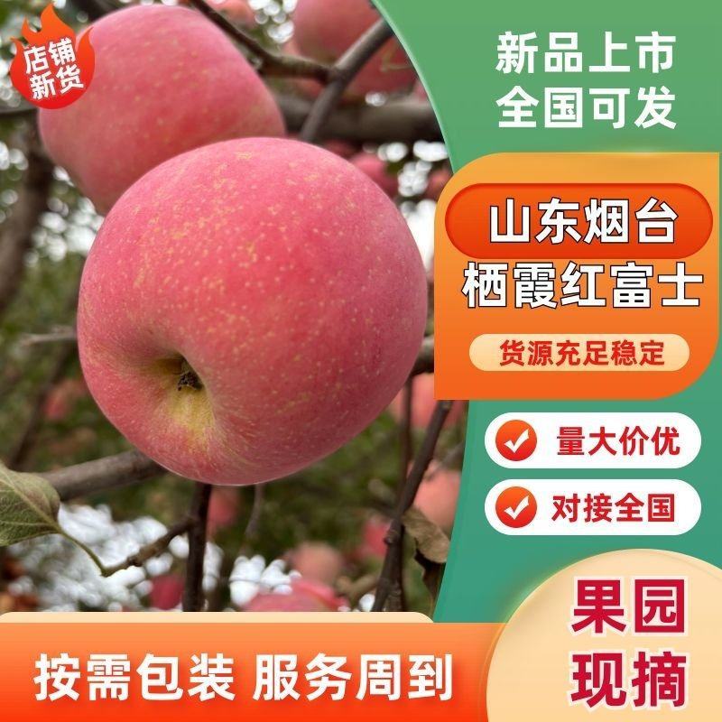 山东烟台栖霞红富士苹果产地直发全国供货货源充足欢迎来电