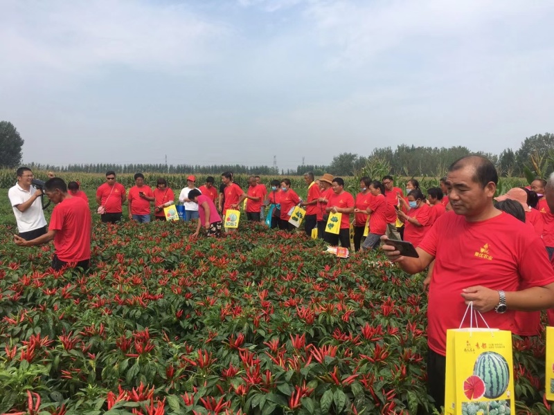 鼎鼎红朝天椒种子早熟果色深红结籽量大长9-10厘米粗