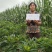 鼎鼎红朝天椒种子早熟果色深红结籽量大长9-10厘米粗