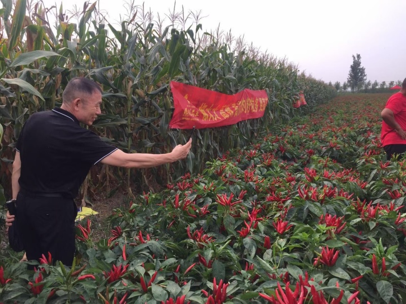 鼎鼎红朝天椒种子早熟果色深红结籽量大长9-10厘米粗