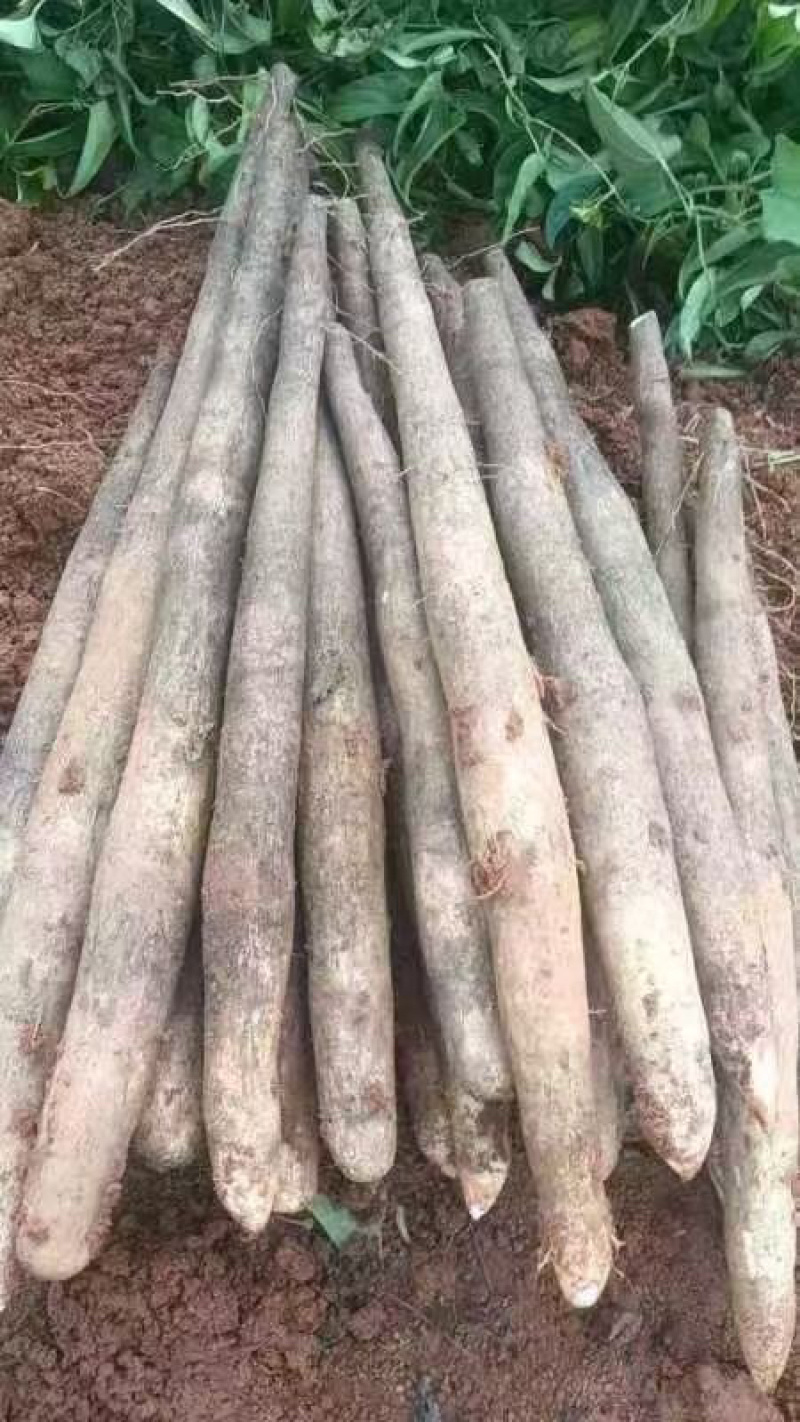 广西黑美人鲜淮山