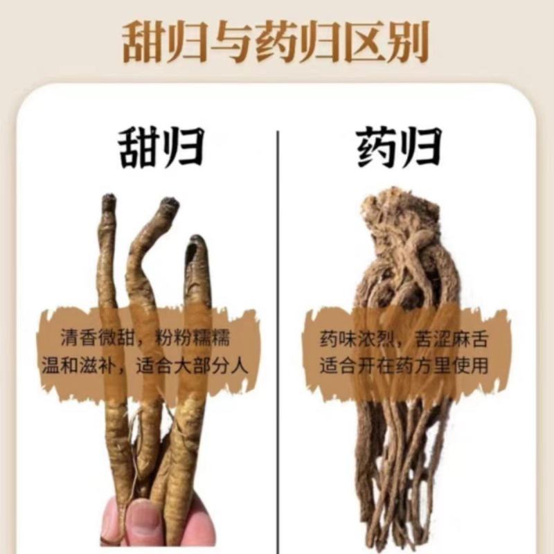 全网低价藏区高原干当归整根欢迎电话咨询营养丰富