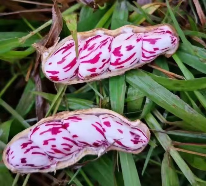 云南带壳鲜七彩花生、带壳干七彩土豆花生、干七彩花生米